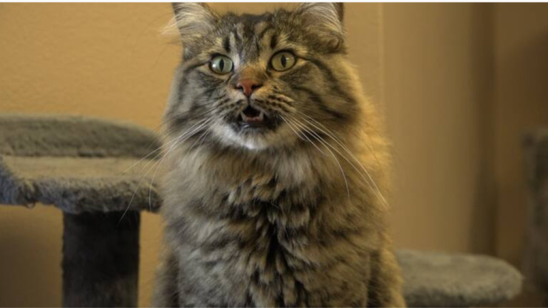 casper humane society